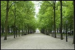 Lange Voorhout, Den Haag.
Foto: Rondleidingen.net 